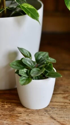 Ficus Golden King & Baby Peperomia Milano Houseplant Gift Set 8 Ficus Golden King & Baby Peperomia Milano Houseplant Gift Set -Plant Sale Store 048674CA AAC7 46C9 956F 914B9D24093A 1 201 a