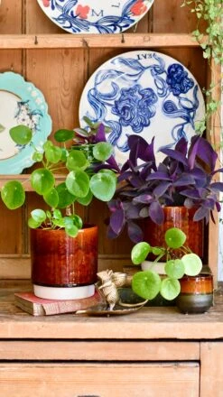 Amber Reactive Planter (13cm Plant Pot) -Plant Sale Store 052228E4 4B24 48F0 AC19 CFE524D5EBC7 1 201 a