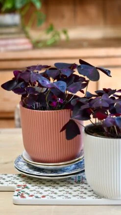 Oxalis Triangularis 'Purple Shamrock’ & Vibes Pot 17 Oxalis Triangularis 'Purple Shamrock’ & Vibes Pot -Plant Sale Store 061FD34B CF36 4BCE ACFC 6B9E4681E919 1 201 a