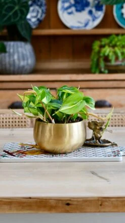 Philodendron Scandens Brasil In Atsu Brass Pot -Plant Sale Store 093AED74 FC96 40DF BA0D 2985DA7871E8 1 201 a cfd98319 475b 496b b0d5 e22843b57431