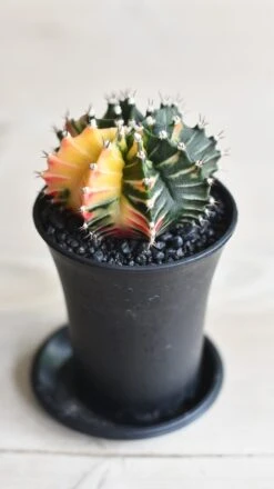 Variegated Gymnocalycium Cactus -Plant Sale Store 096EA931 C40D 4235 AC26 71F5ABD7645D