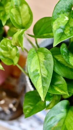 Plant Sale Store -Plant Sale Store 09F66A06 2F24 435C A642 6BD9D66BAC47 1 201 a 2ae3f1e0 1d95 4291 80f3 151857ad3c19