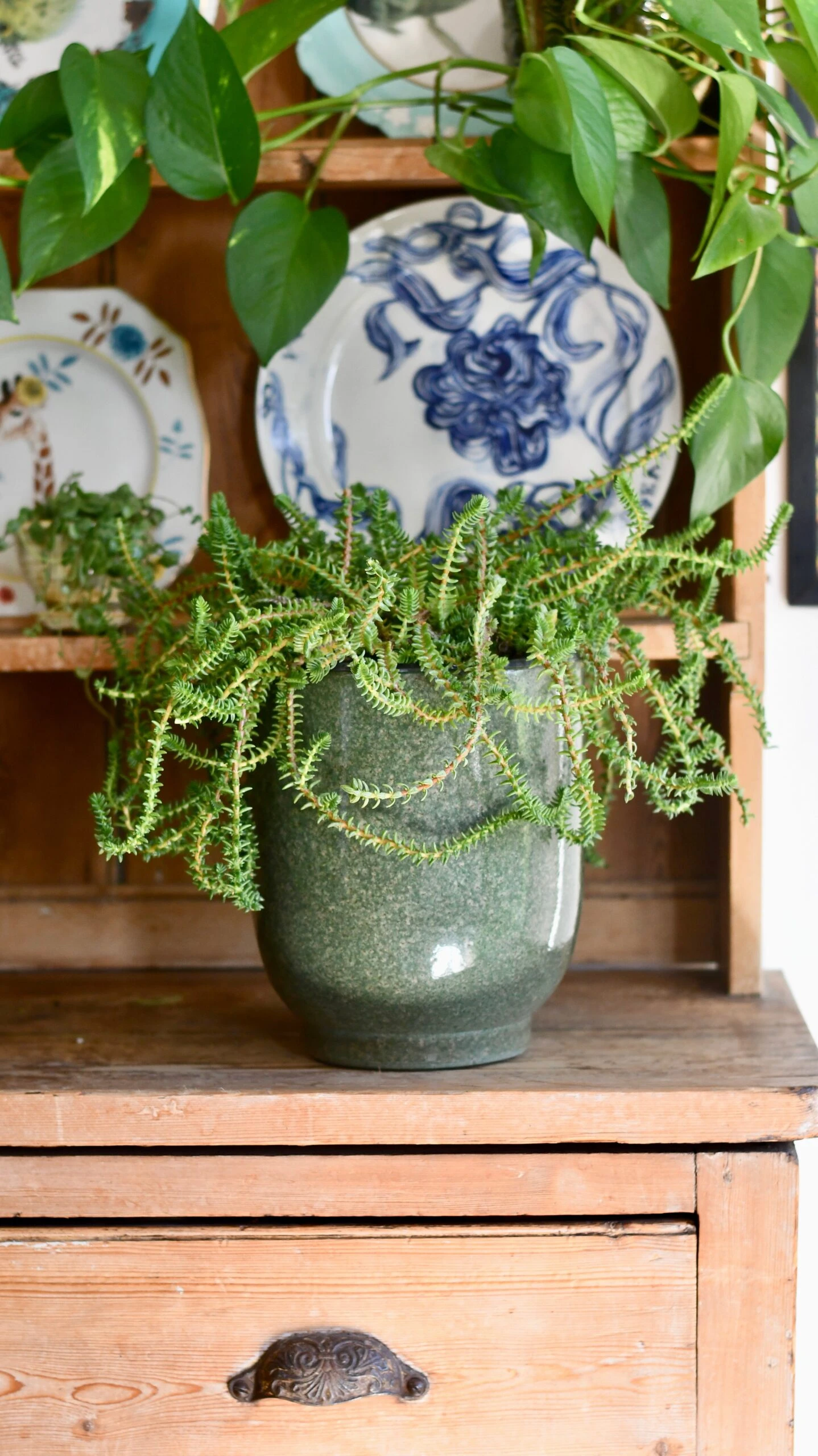 Crassula Viricosa | Hanging Succulent | Jade Necklace | Rare Plant 5 Crassula Viricosa | Hanging Succulent | Jade Necklace | Rare Plant - Image 5