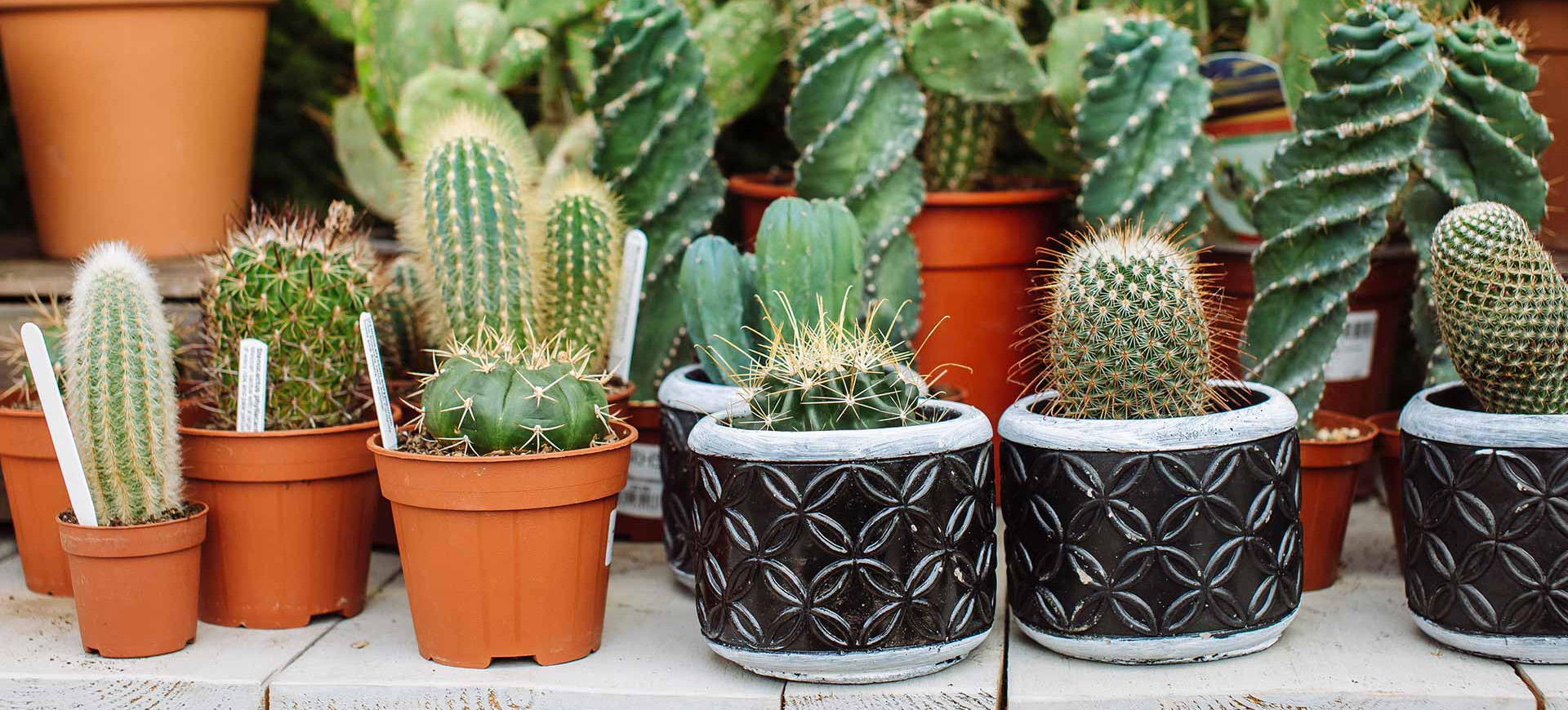 Plant Sale Store -Plant Sale Store 1