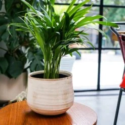 Como Cream Premium Glaze Planter (18cm Plant Pot) 6 Como Cream Premium Glaze Planter (18cm Plant Pot) -Plant Sale Store 136863 2 jpg 5f811f29 d0bc 4589 8da3 c244cc5081b5