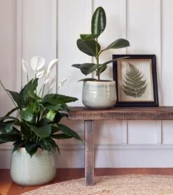 Como Mint Premium Glaze Planter (21cm Plant Pot)