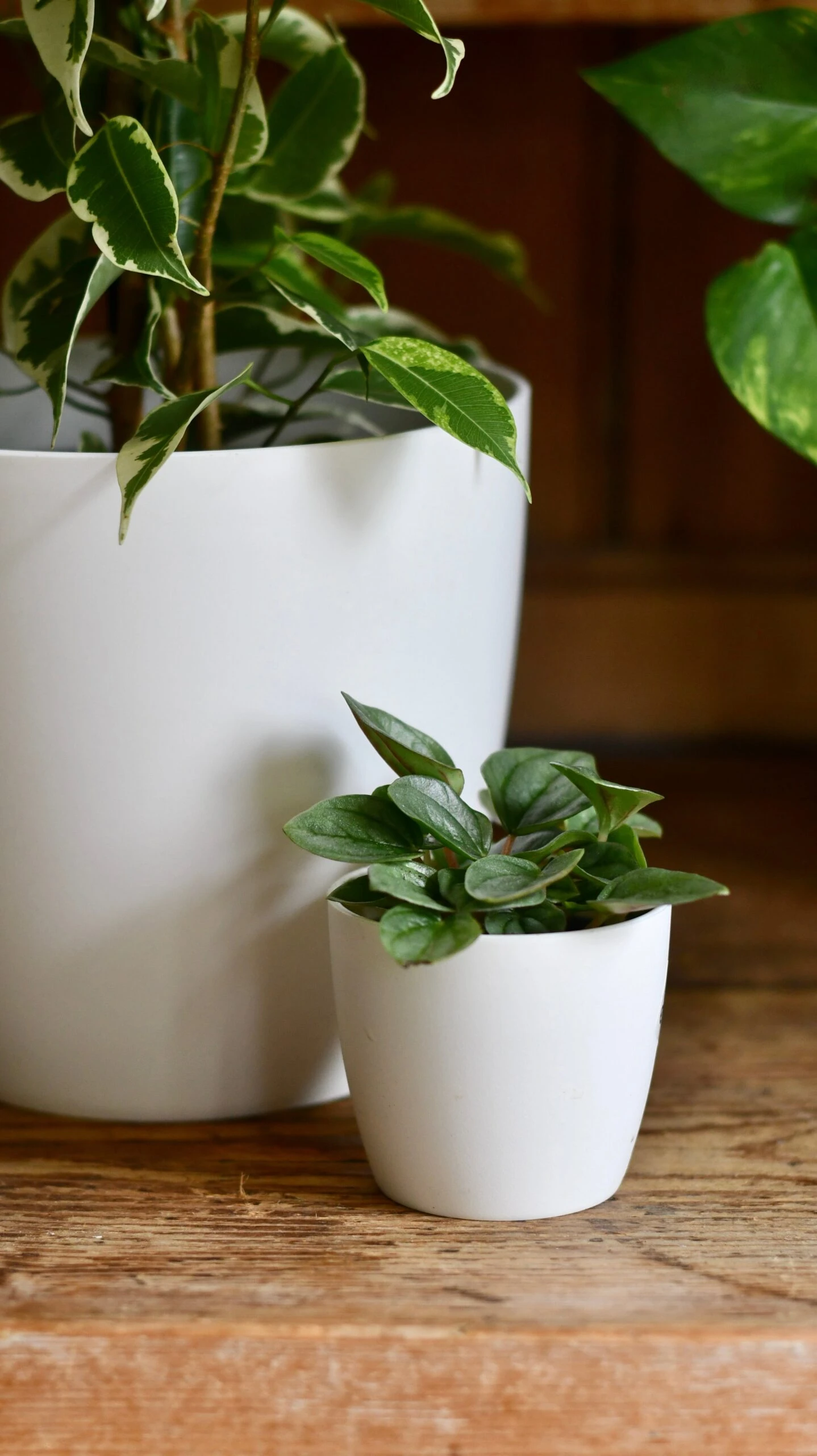 Ficus Golden King & Baby Peperomia Milano Houseplant Gift Set 4 Ficus Golden King & Baby Peperomia Milano Houseplant Gift Set - Image 4