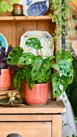 Titan Reactive Planter (13cm Plant Pot) 10 Titan Reactive Planter (13cm Plant Pot) -Plant Sale Store 19D9309C 239F 4670 B99F 084213677D19 1 201 a