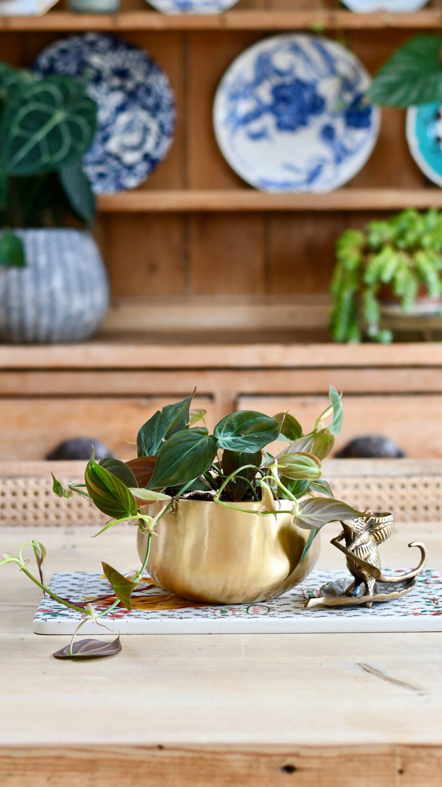 Philodendron Micans In Atsu Brass Pot 2 Philodendron Micans In Atsu Brass Pot - Image 2