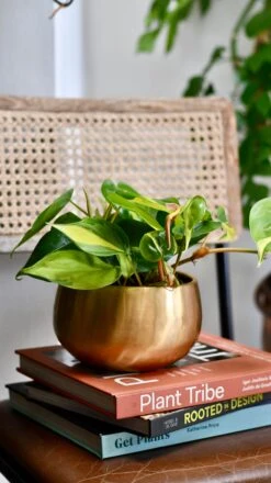 Philodendron Scandens Brasil In Atsu Brass Pot