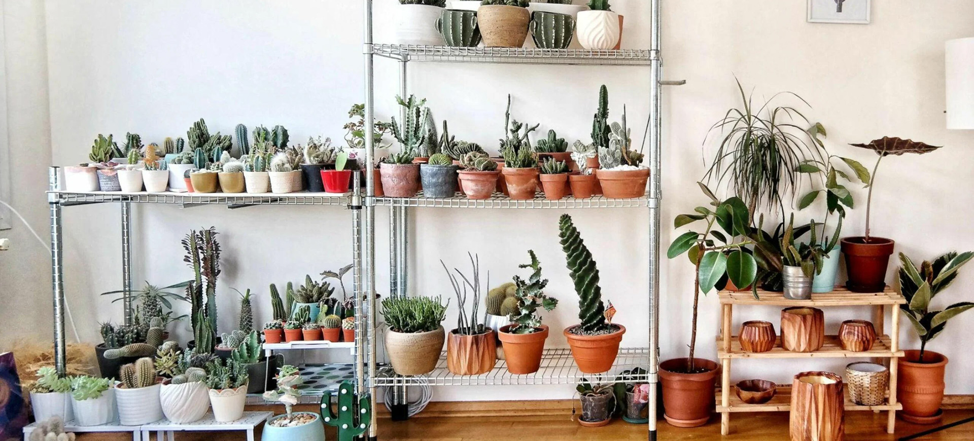 Plant Sale Store -Plant Sale Store 2