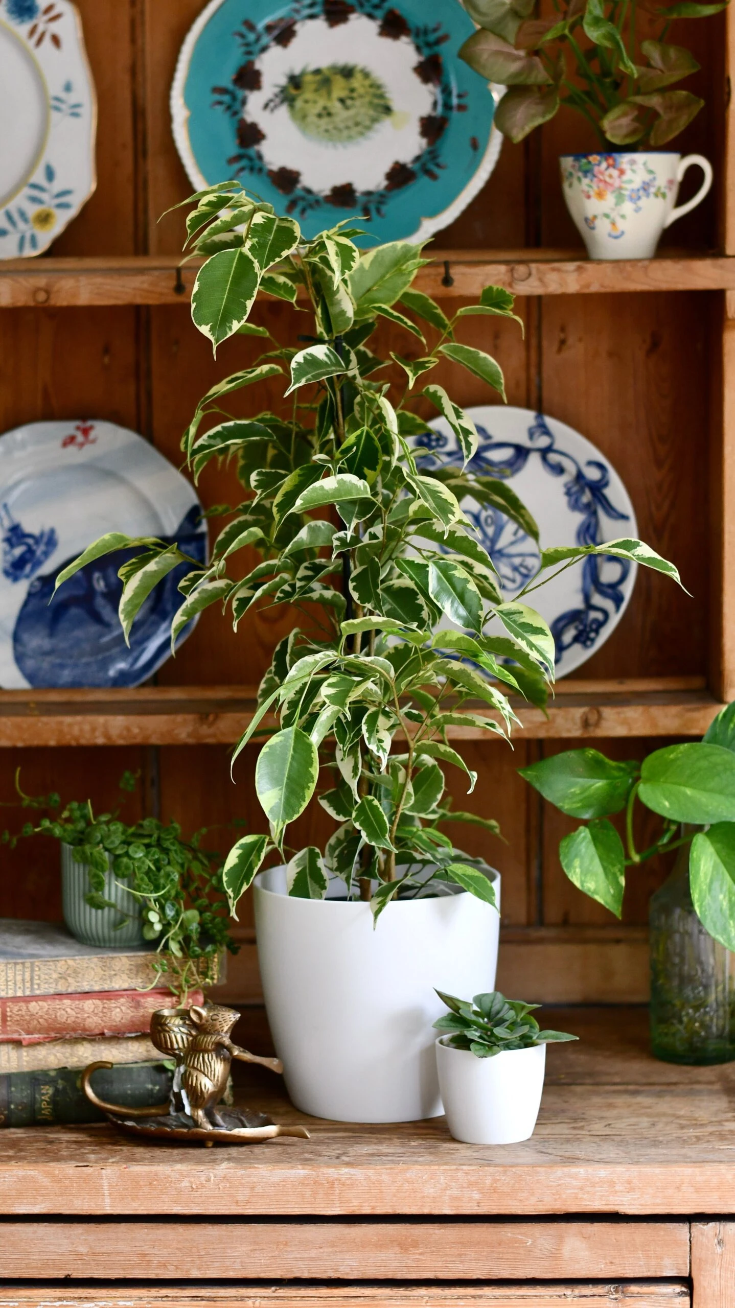 Ficus Golden King & Baby Peperomia Milano Houseplant Gift Set 1 Ficus Golden King & Baby Peperomia Milano Houseplant Gift Set