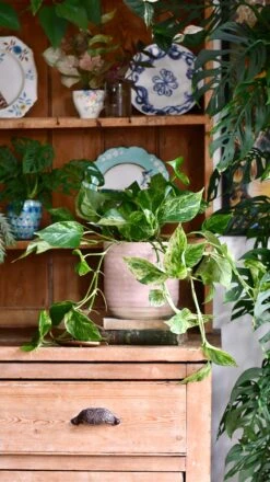 Scindapsus Marble Queen | Pothos | 30cm Hanging Pot Plant 8 Scindapsus Marble Queen | Pothos | 30cm Hanging Pot Plant -Plant Sale Store 22FA975B 59DD 423C 9BBE 0642C9132DEA 1 201 a