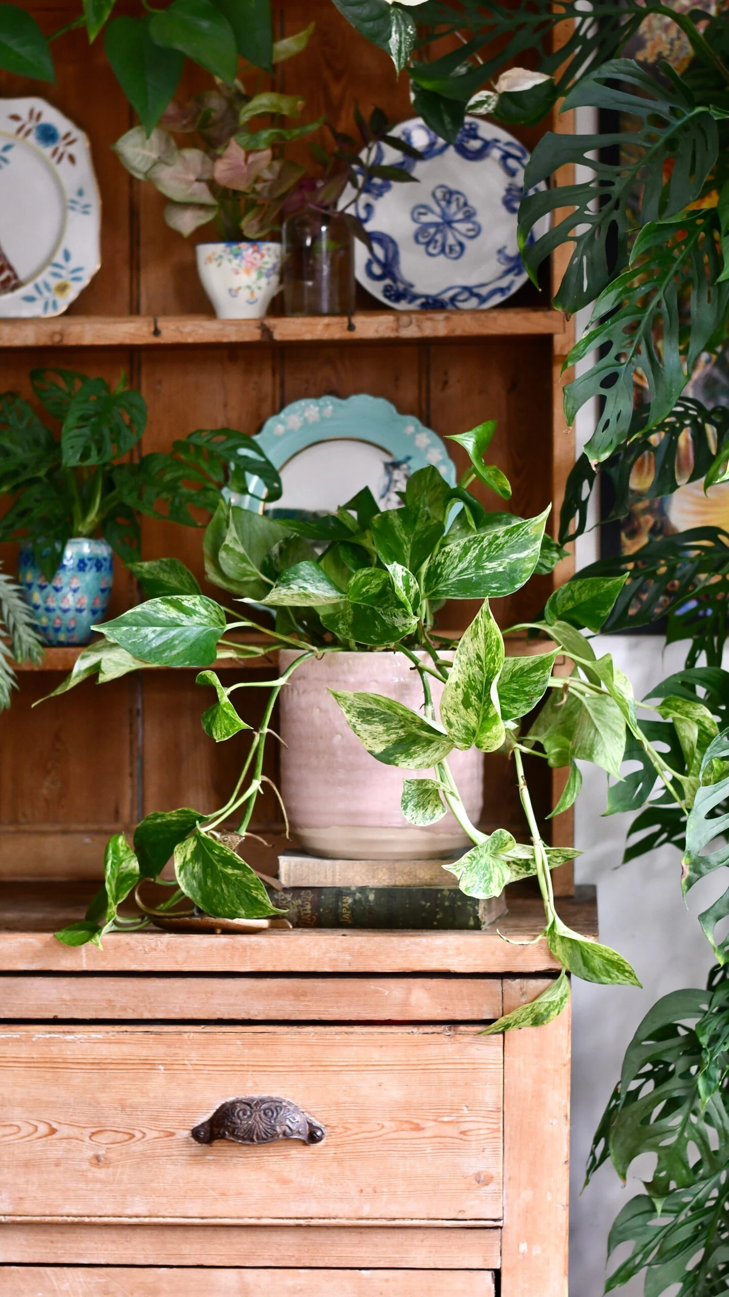 Scindapsus Marble Queen | Pothos | 30cm Hanging Pot Plant 3 Scindapsus Marble Queen | Pothos | 30cm Hanging Pot Plant - Image 3