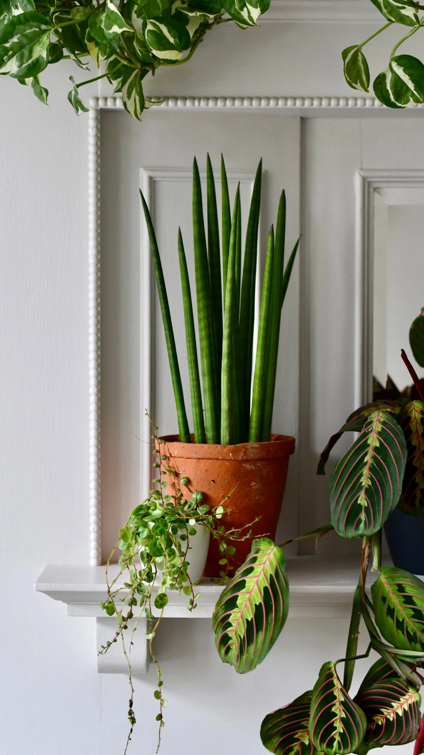 Sansevieria Cylindrica | Cylindrical Snake Plant | African Spear | Cylindrical Mother-in-laws-tongue 1 Sansevieria Cylindrica | Cylindrical Snake Plant | African Spear | Cylindrical Mother-in-laws-tongue