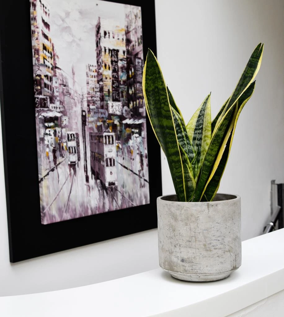 Tivoli Planter Cement D14 H12 1 Tivoli Planter Cement D14 H12