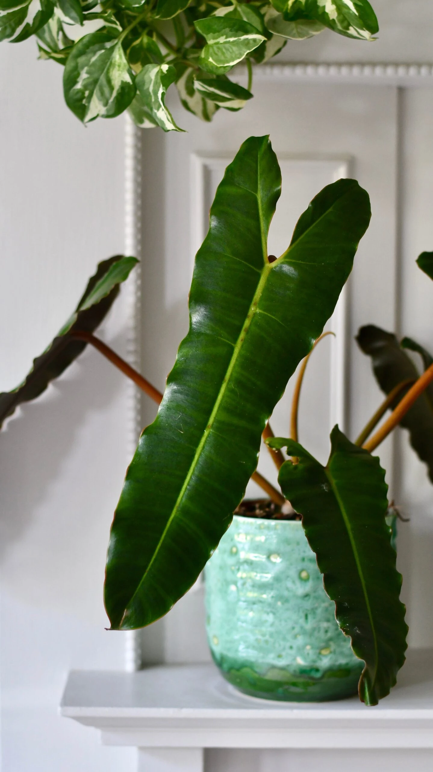 Philodendron Billietiae 2 Philodendron Billietiae - Image 2