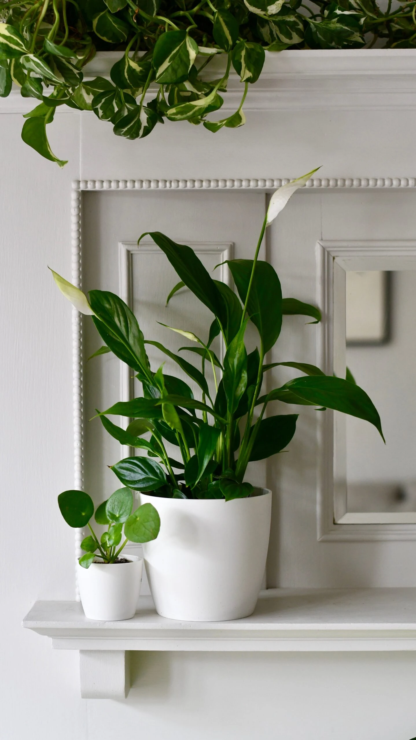 Spathiphyllum Verdi, Peace Lilly & Pot 3 Spathiphyllum Verdi, Peace Lilly & Pot - Image 3