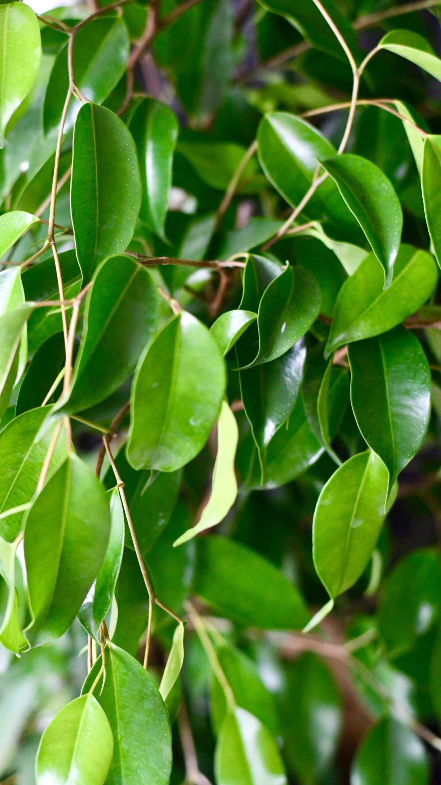 Indoor Weeping Fig Tree | Ficus Benjamina | Ficus Benjamina Weeping Fig Tree 4 Indoor Weeping Fig Tree | Ficus Benjamina | Ficus Benjamina Weeping Fig Tree - Image 4