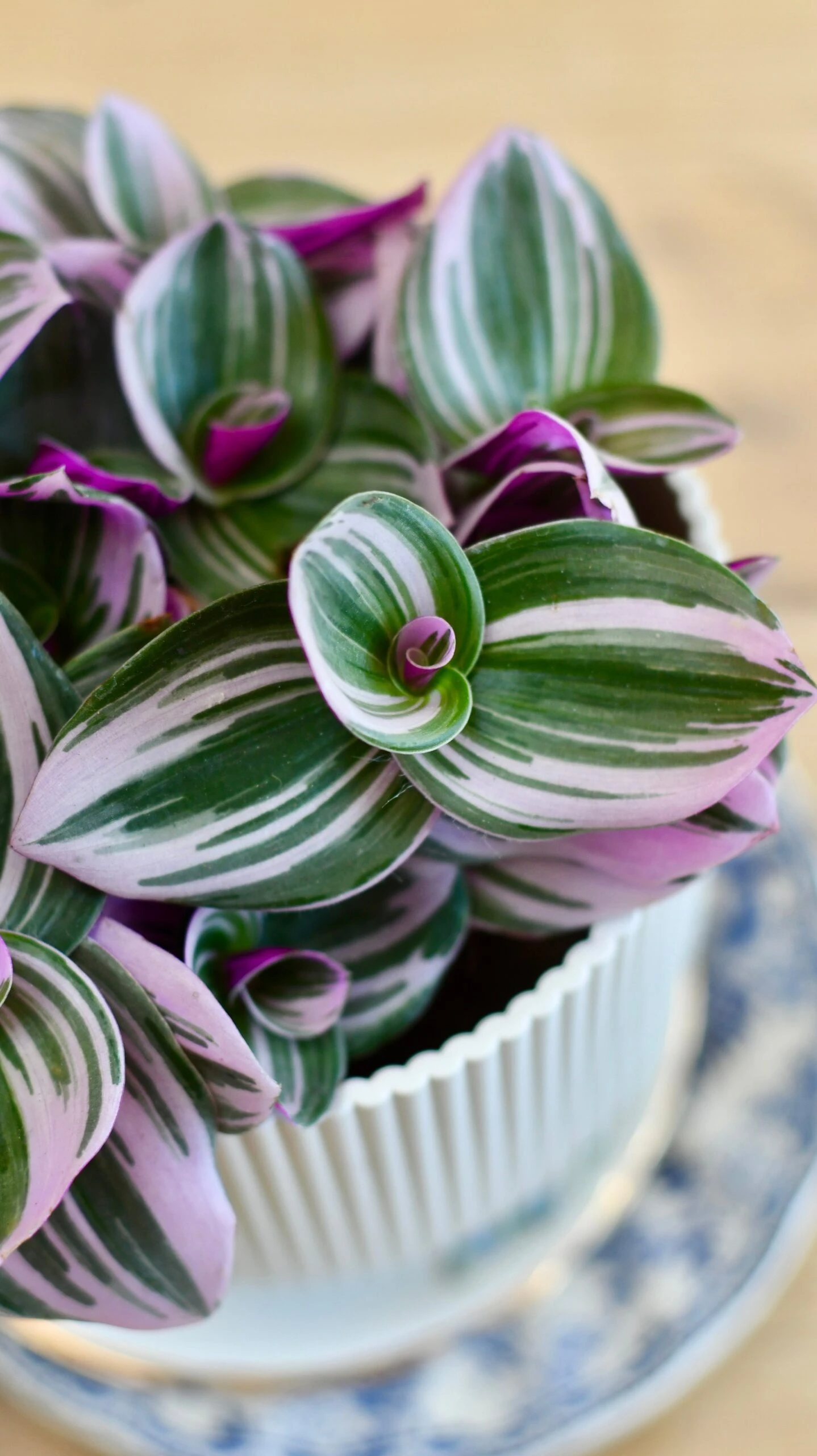 Pink Tradescantia Nanouk | Wandering Dude | Fantasy Venice 2 Pink Tradescantia Nanouk | Wandering Dude | Fantasy Venice - Image 2