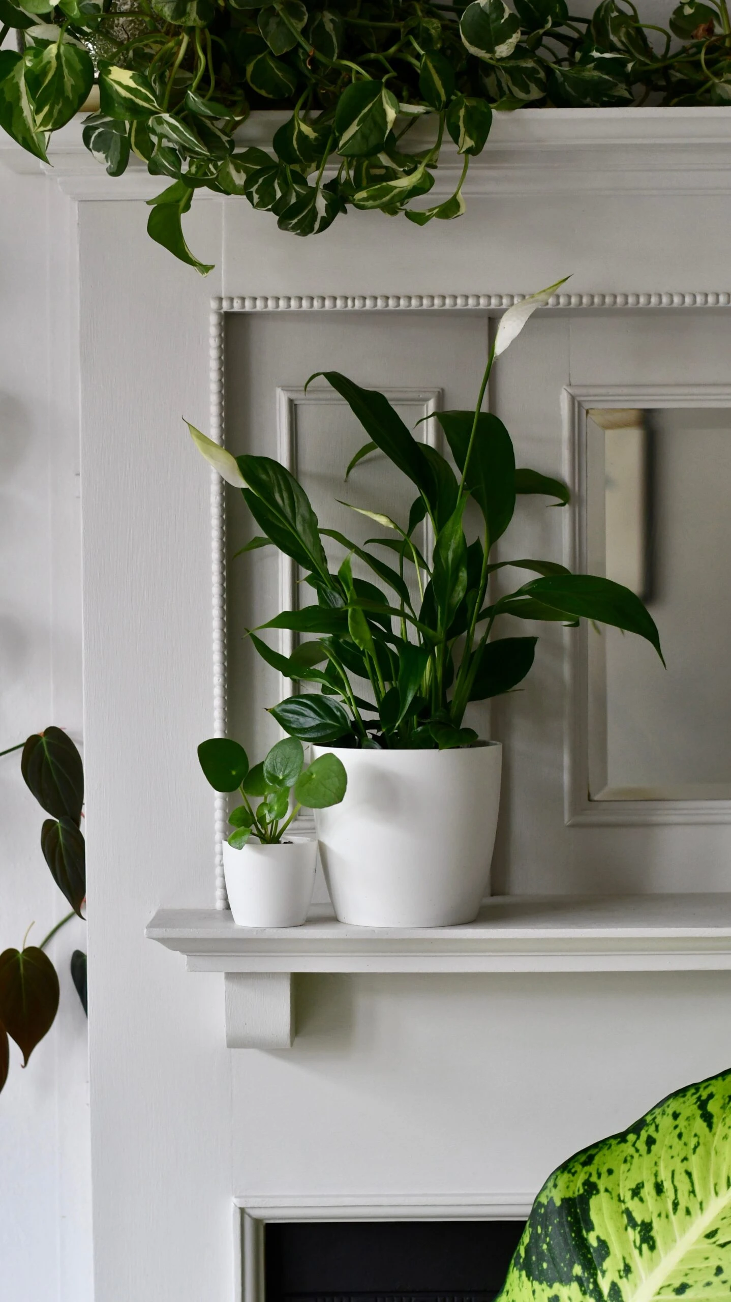 Spathiphyllum Verdi, Peace Lilly & Pot 2 Spathiphyllum Verdi, Peace Lilly & Pot - Image 2