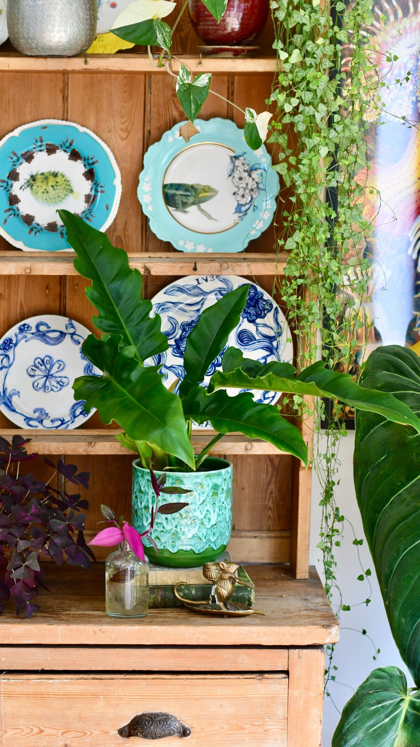 Philodendron Narrow Escape | Tiger Tooth Plant 2 Philodendron Narrow Escape | Tiger Tooth Plant - Image 2