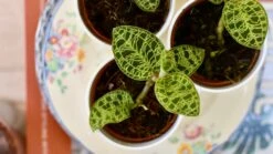 Macodes Petola (Jewel Orchid) -Plant Sale Store 351DF59B 9ED6 4A26 8D6F 2459ED2D9C06 1 201 a