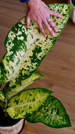 Dieffenbachia Seguine 'Banana' -Plant Sale Store 3E1A83E7 8516 43EE 86CF 78D0DF7E1672 1 201 a