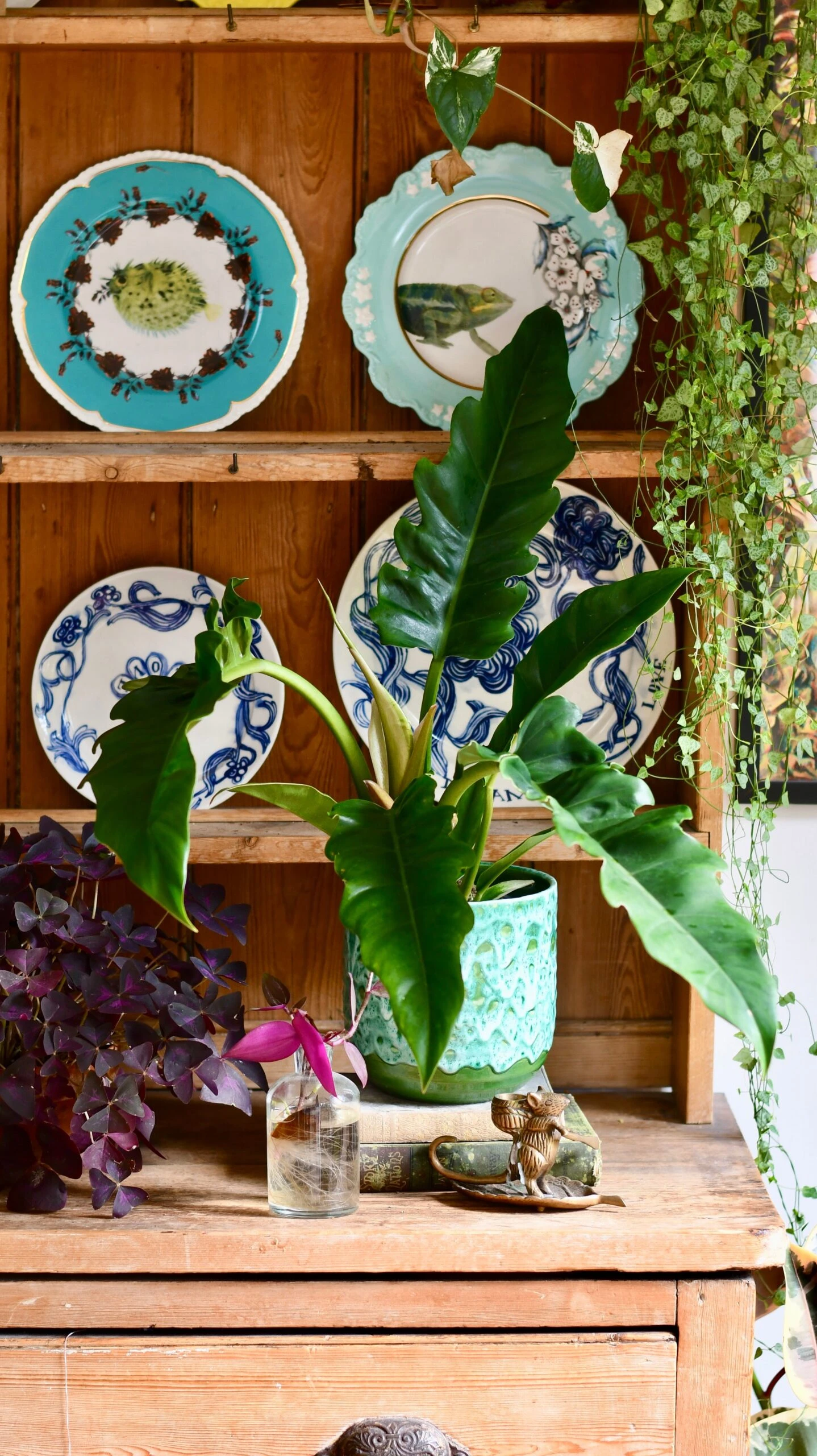 Philodendron Narrow Escape | Tiger Tooth Plant 1 Philodendron Narrow Escape | Tiger Tooth Plant