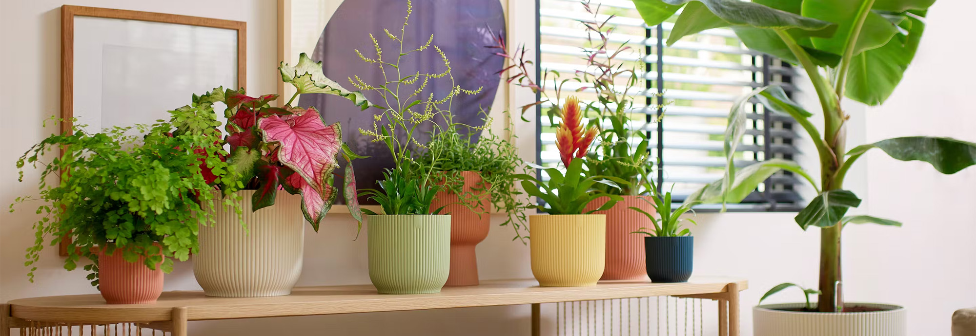 Plant Sale Store -Plant Sale Store 4