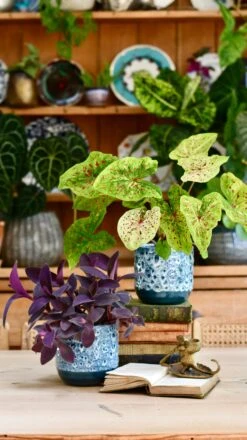 Indoor Ceramic Glaze Plant Pot (Sapphire 16cm Plant Pot) 10 Indoor Ceramic Glaze Plant Pot (Sapphire 16cm Plant Pot) -Plant Sale Store 408EE7FC C7DC 41F8 ACFD 40CB2561AA86 1 201 a 1a284dae 4ef3 4feb b643 f7adcc24be12