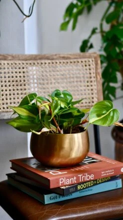 Philodendron Scandens Brasil In Atsu Brass Pot -Plant Sale Store 4144FEAB 82BA 4128 9A61 65A8D8E91F83 1 201 a