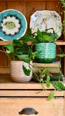 Monstera Siltepecana