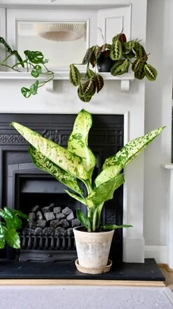 Plant Sale Store -Plant Sale Store 48035FF8 FA52 4E07 96E5 6771B8B4D653 1 201 a