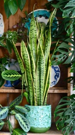 Sansevieria Laurentii, Variegated Snake Plant, Mother In Laws Tongue -Plant Sale Store 4946D10A 9531 4B6D 927A B11816B24D23 1 201 a