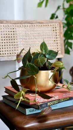 Philodendron Micans In Atsu Brass Pot