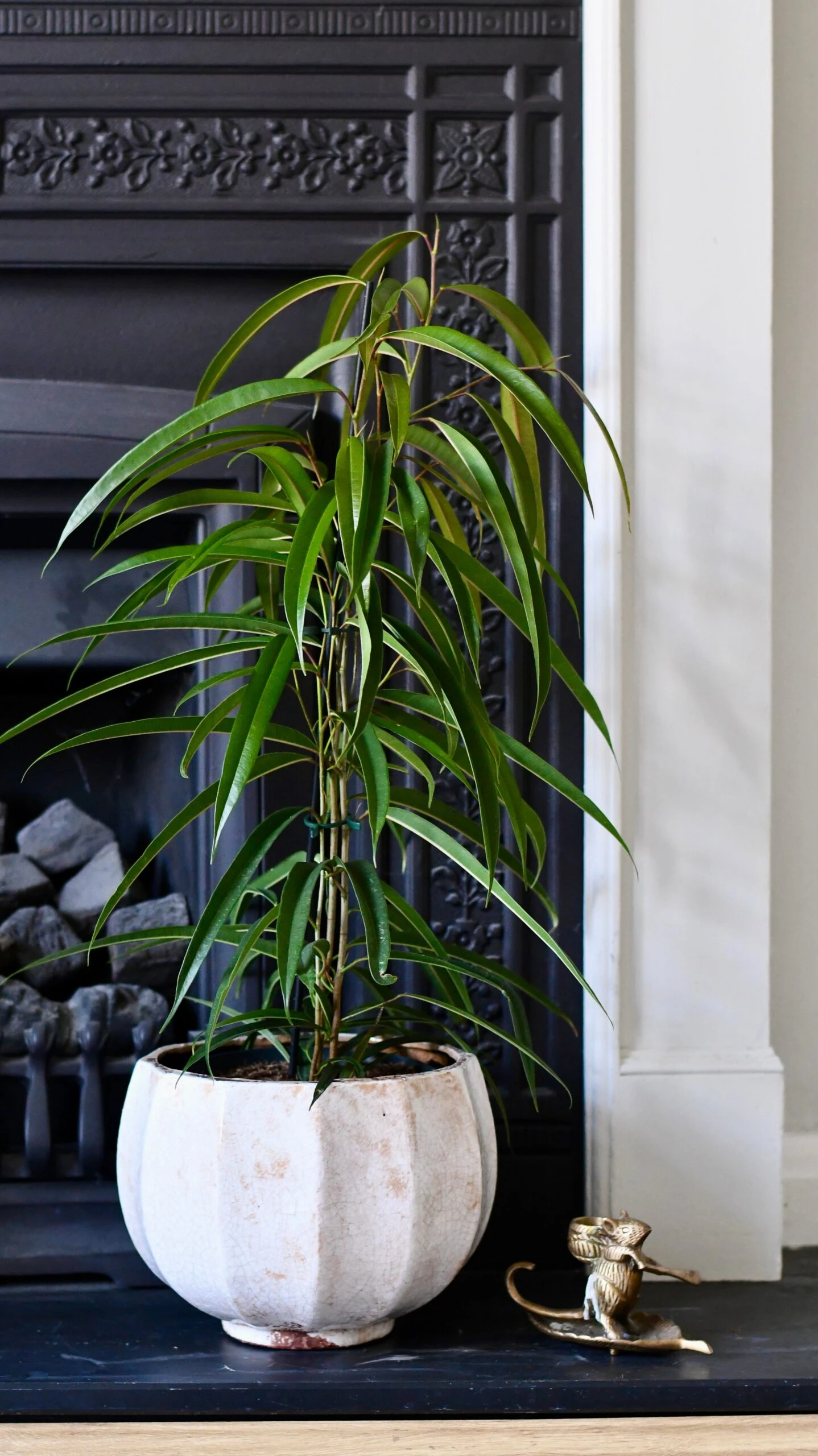 Ficus Maclellandii Alii - Long Leafed Fig 2 Ficus Maclellandii Alii - Long Leafed Fig - Image 2