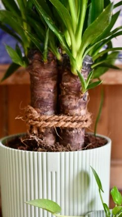 Yucca Elephatipes & Baby Pilea Houseplant Gift Set -Plant Sale Store 51068258 A516 44EF AF5D 7ACFD39B9218 1 201 a