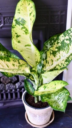 Dieffenbachia Seguine 'Banana' -Plant Sale Store 53B2BAA6 1FB1 4B6B B135 A8440CAB08F4 1 201 a