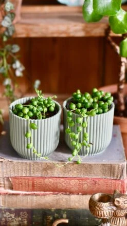 Baby String Of Pearls, Senecio Rowleyanus -Plant Sale Store 5690CFD1 5CBA 402B B47A AF608AC5D471 1 201 a d4881443 62bd 4602 be22 7e906cfa9026
