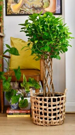 Ficus Microcarpa Moclame (Chinese Banyan Tree) -Plant Sale Store 58F567E3 AC5E 4003 AC35 957118866D3F 1 201 a