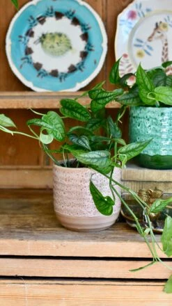 Monstera Siltepecana -Plant Sale Store 593FC306 9A37 47CE 8E2D 2BD01268A821 1 201 a