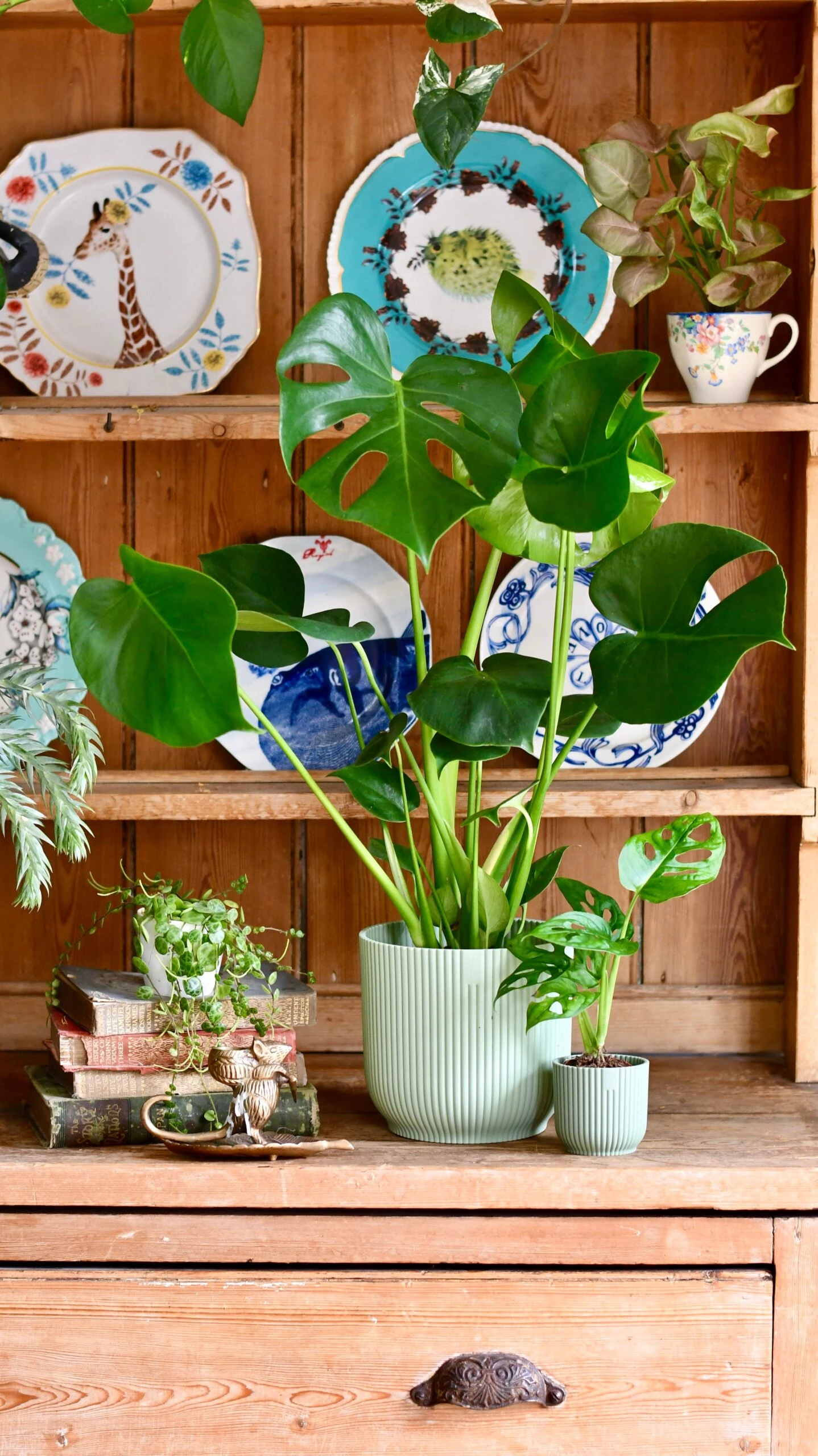 Monstera Deliciosa & Baby Monstera Adansonii Set 5 Monstera Deliciosa & Baby Monstera Adansonii Set - Image 5