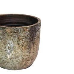 Albero Planter (14cm Pot) -Plant Sale Store 5 32525fe9 d35d 4da7 926d 5a04cdddfbd9