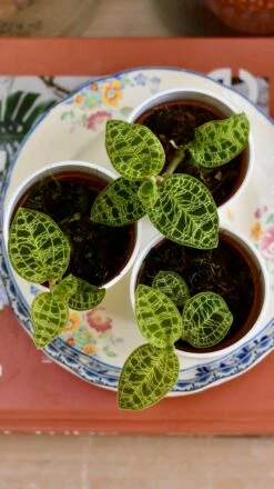 Macodes Petola (Jewel Orchid) -Plant Sale Store 6033228F F02F 4BB9 AACA 5B136804526E 1 201 a