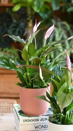 Spathiphyllum Pink Bellini, Peace Lilly & Pot -Plant Sale Store 609074A0 3ADC 46B2 8985 9A873B3C3C20 1 201 a