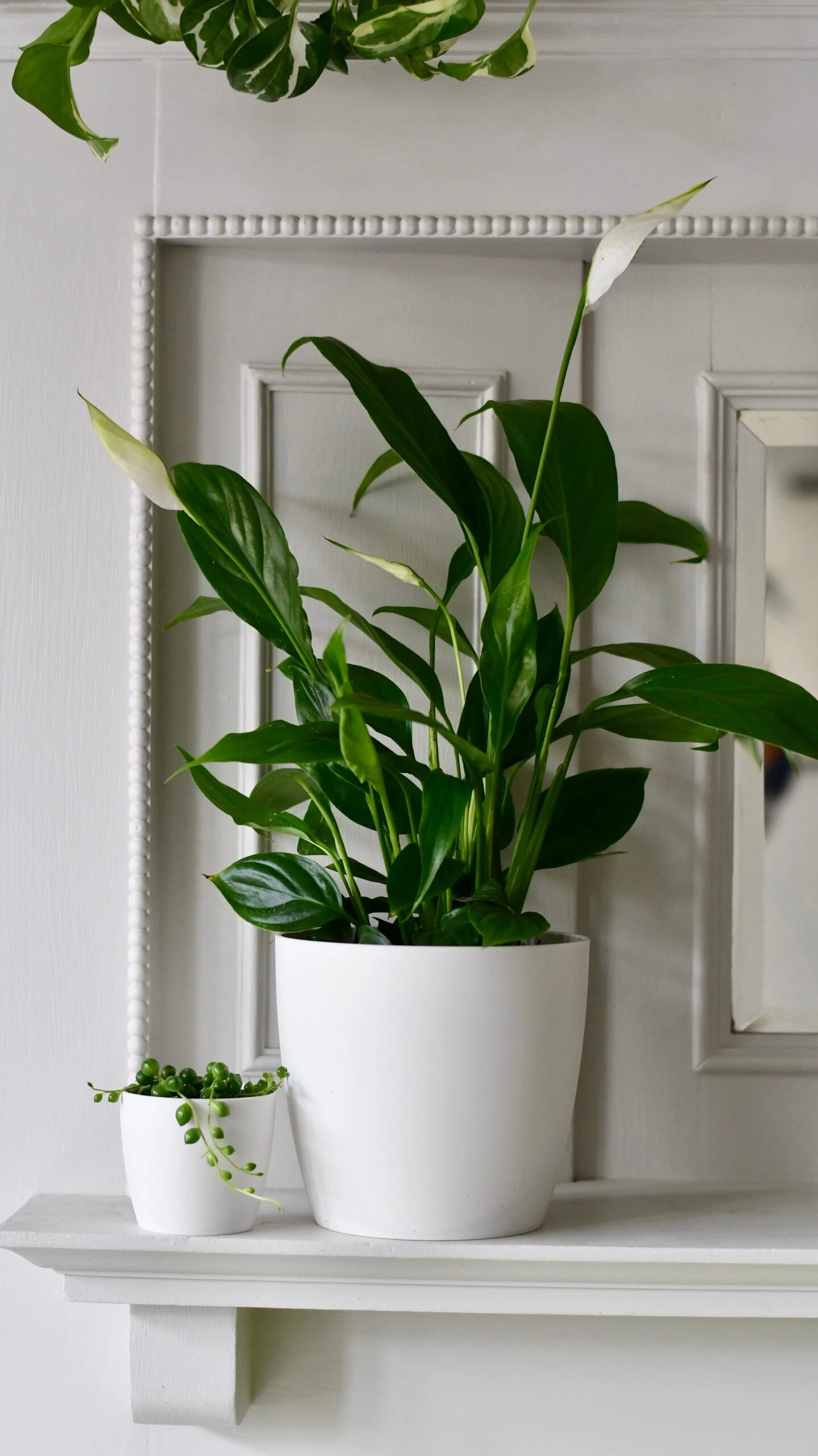Spathiphyllum Verdi, Peace Lilly & Pot 1 Spathiphyllum Verdi, Peace Lilly & Pot