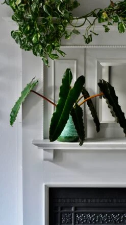 Philodendron Billietiae 7 Philodendron Billietiae -Plant Sale Store 66B75696 9038 4B74 8D16 49480C48B721 1 201 a