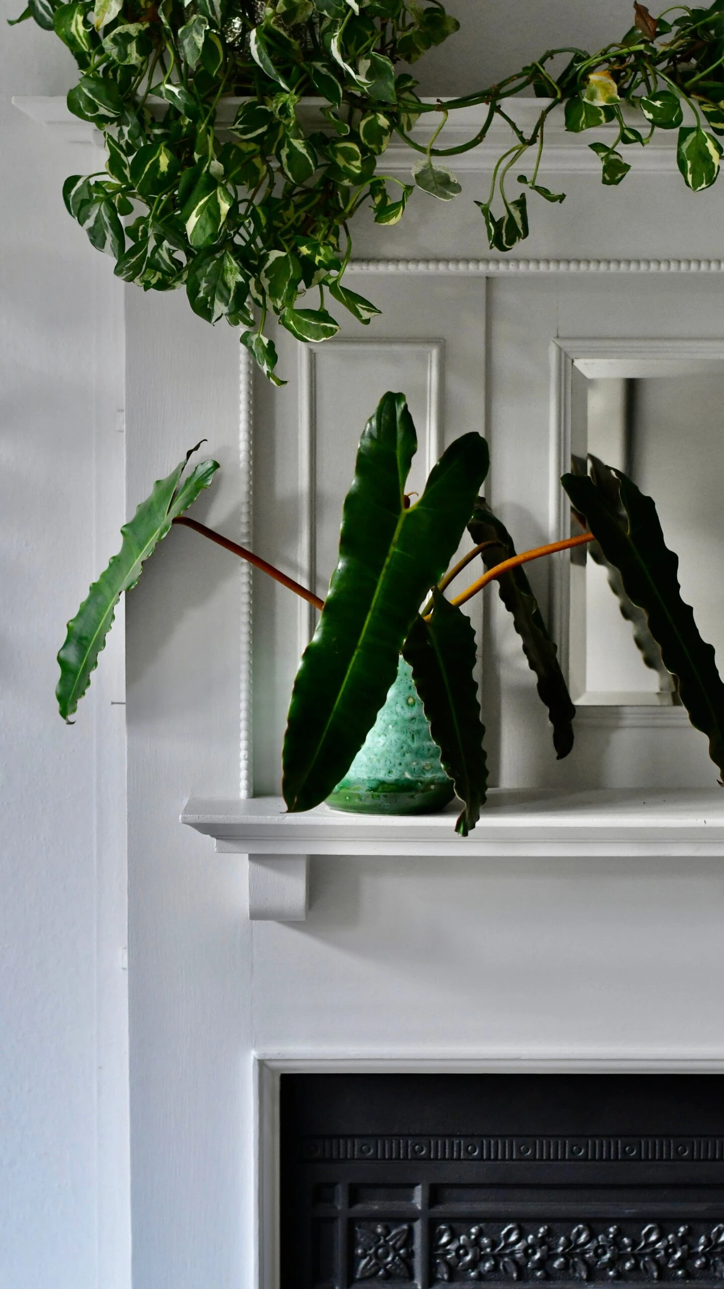 Philodendron Billietiae 4 Philodendron Billietiae - Image 4