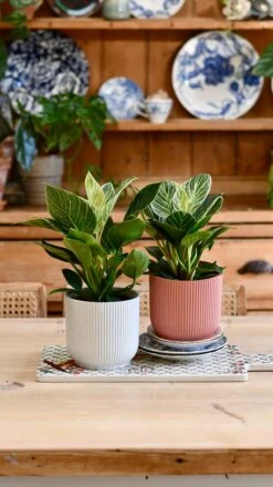 Philodendron Birkin (White Measure) & Vibes Pot -Plant Sale Store 6AD8D881 BAEC 4BAD AAF1 99740BBEC06C 1 201 a